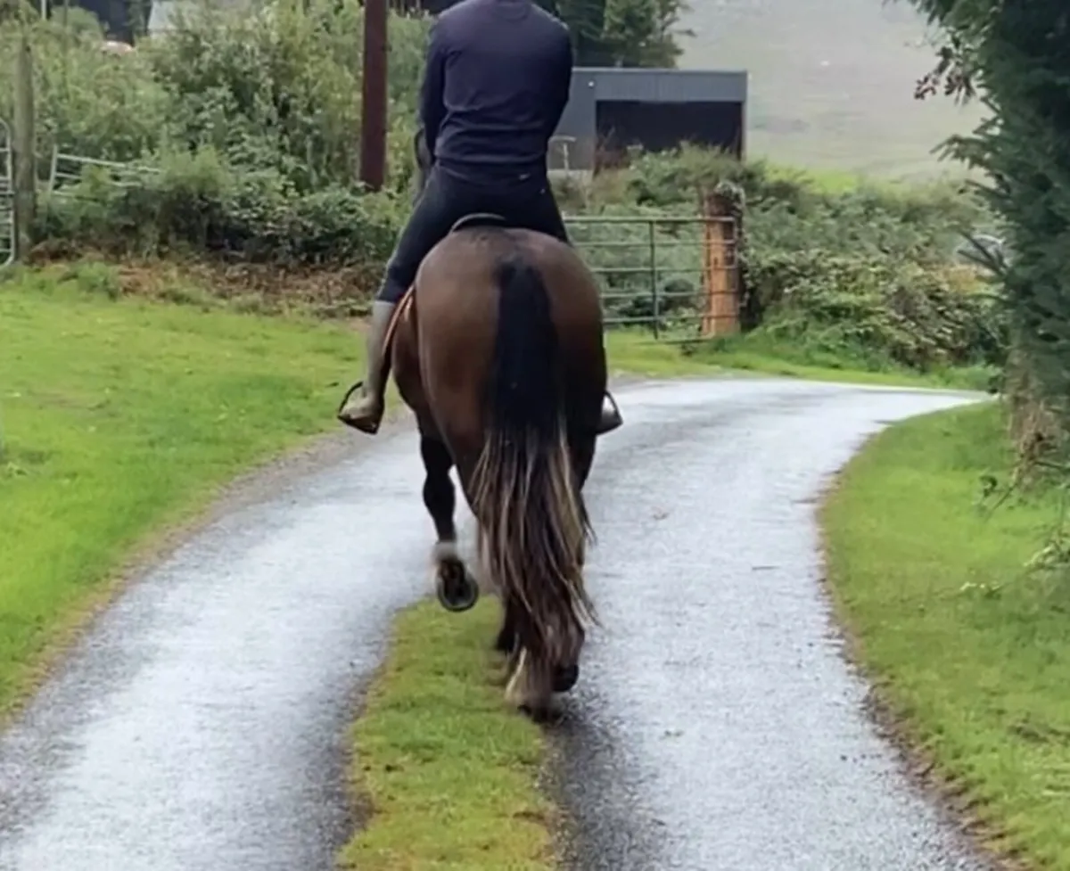 Horse - Image 2
