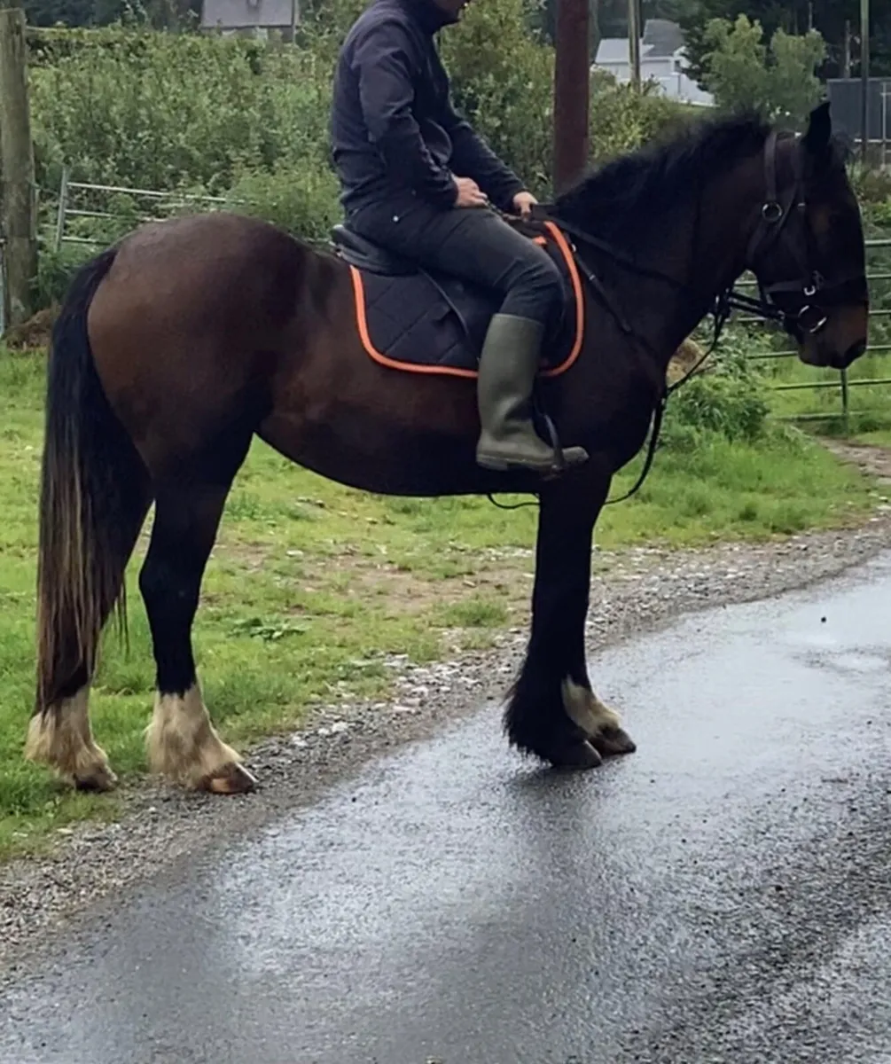 Horse - Image 1