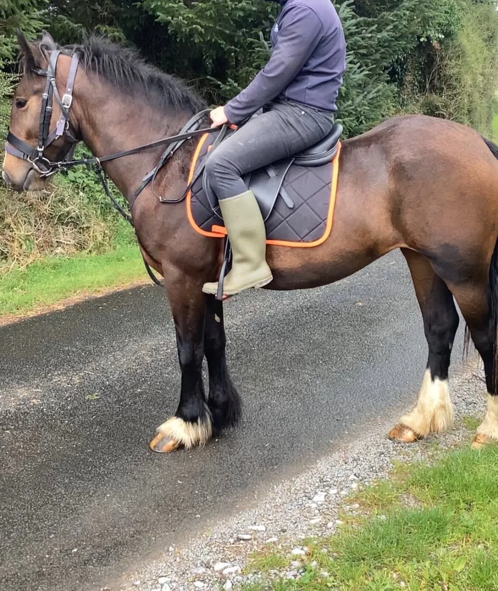 Horse - Image 3