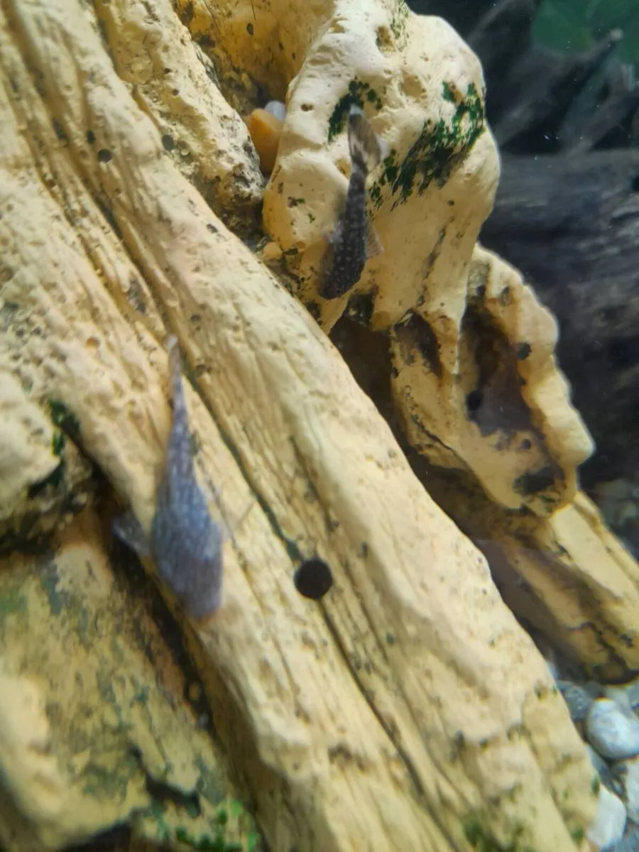 Fish Bristol noise - Image 2
