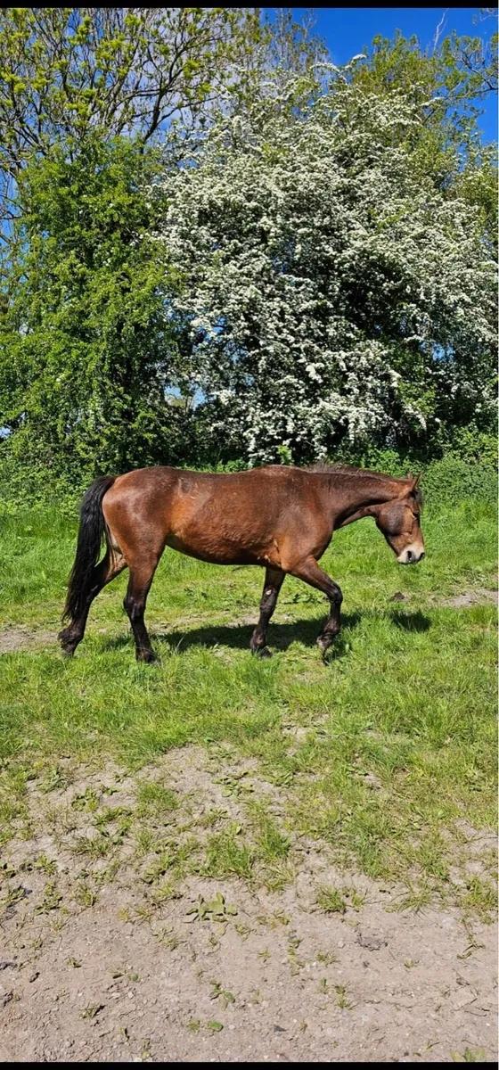 Connemara Fillies - Image 2