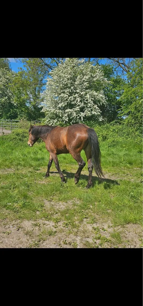 Connemara Fillies - Image 3