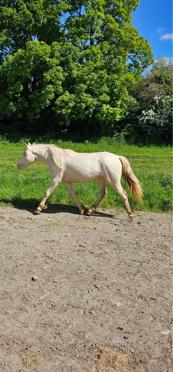Connemara Fillies - Image 1