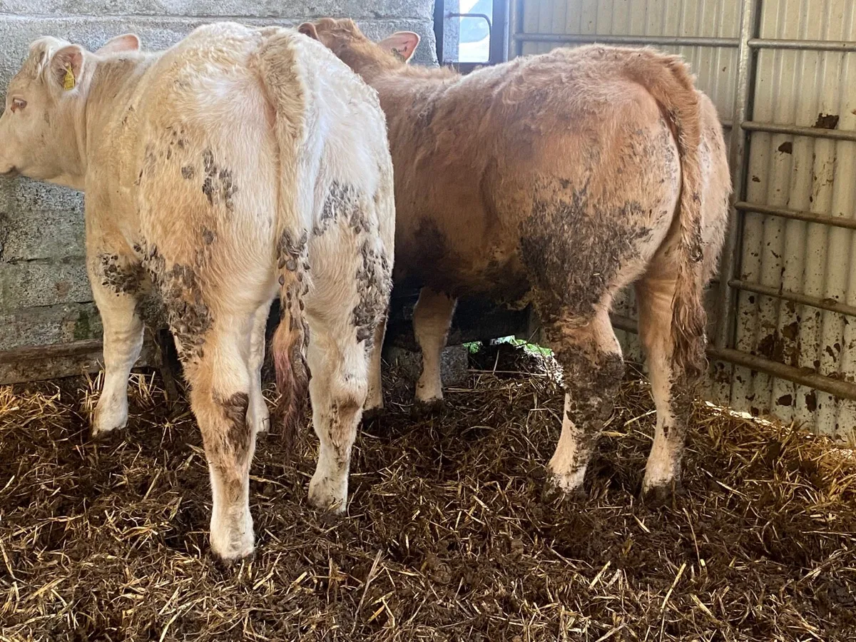 2 Super Charolais Heifer Weanlings - Image 2