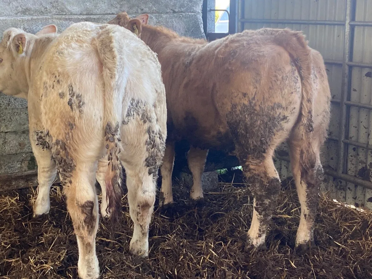 2 Super Charolais Heifer Weanlings - Image 4
