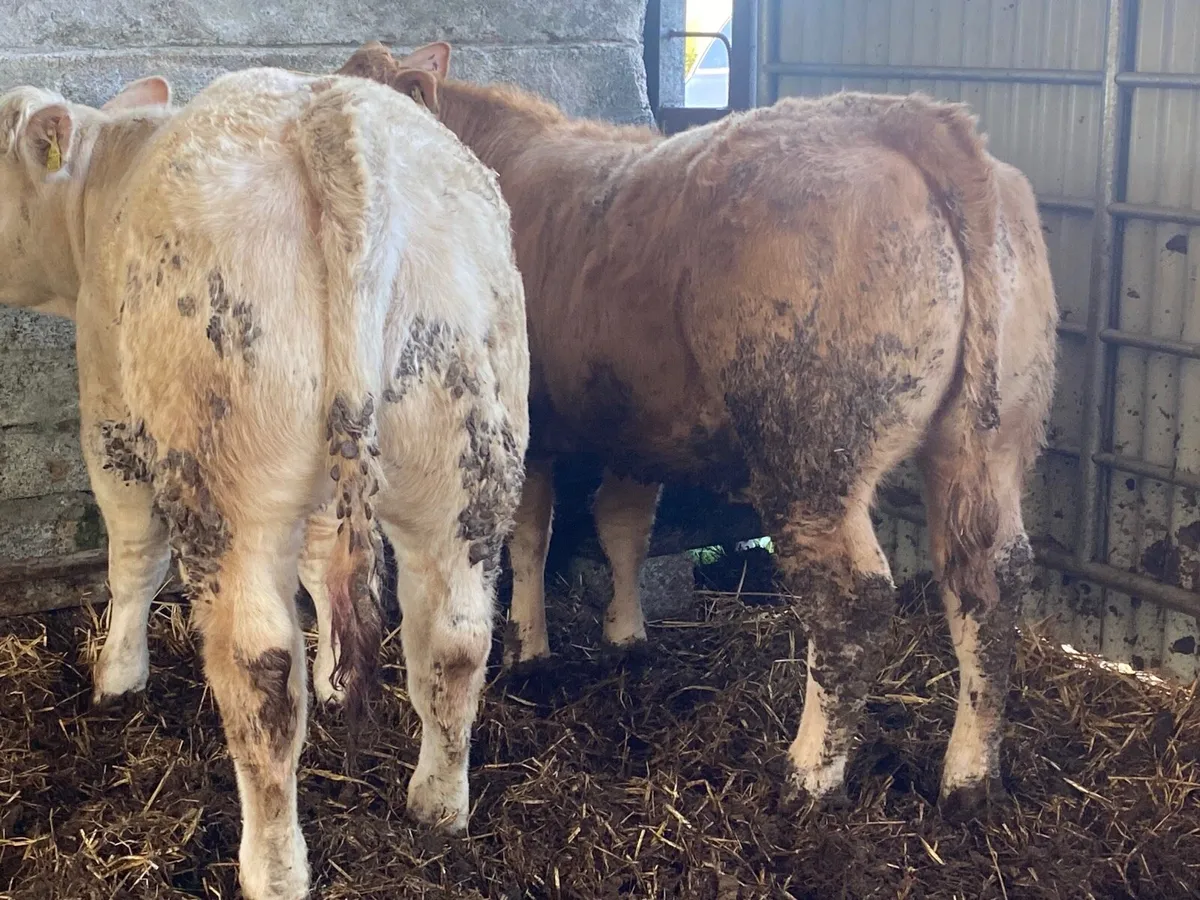 2 Super Charolais Heifer Weanlings - Image 3