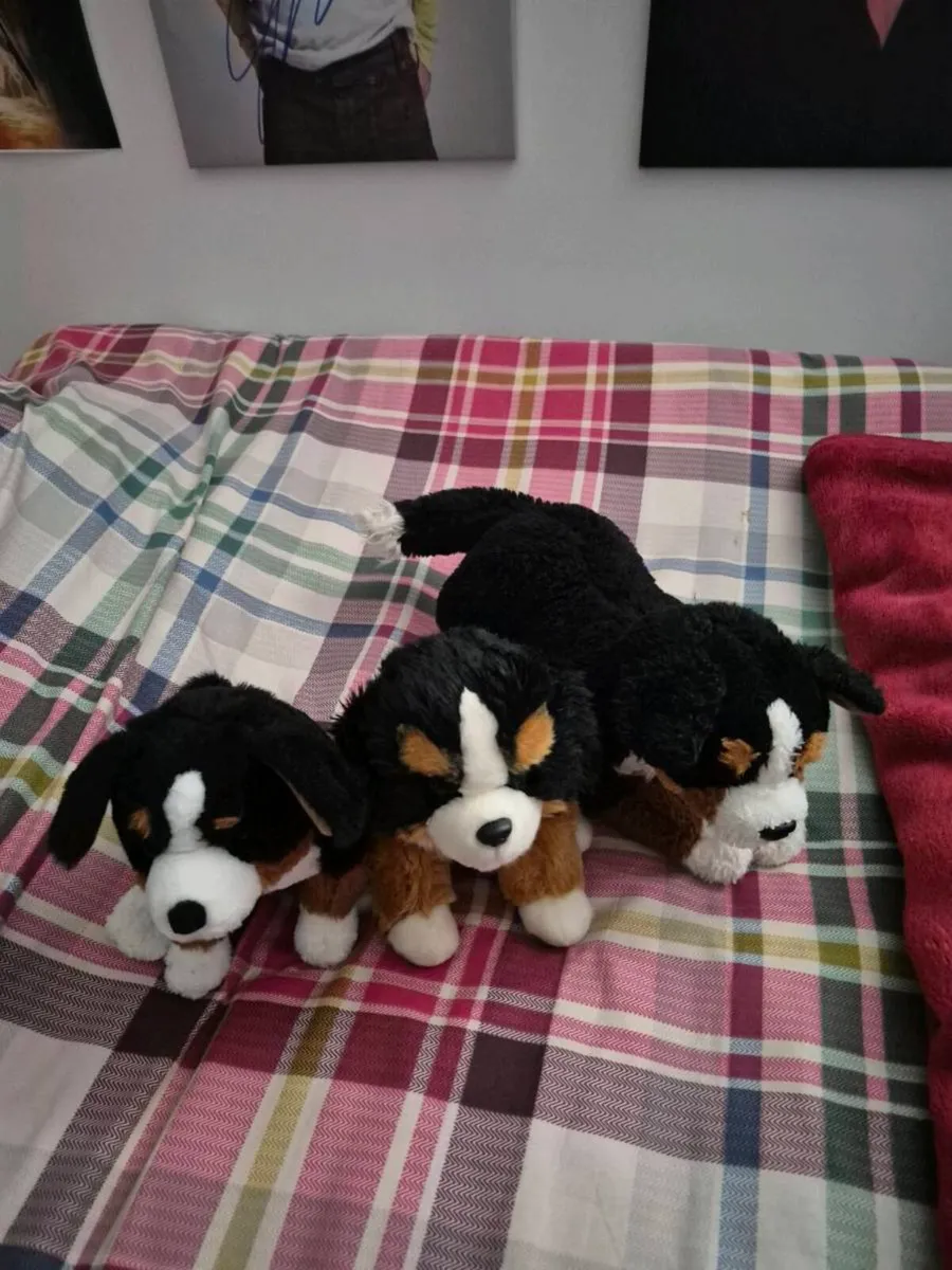 BERNESSE MOUNTAIN DOGS - Image 1
