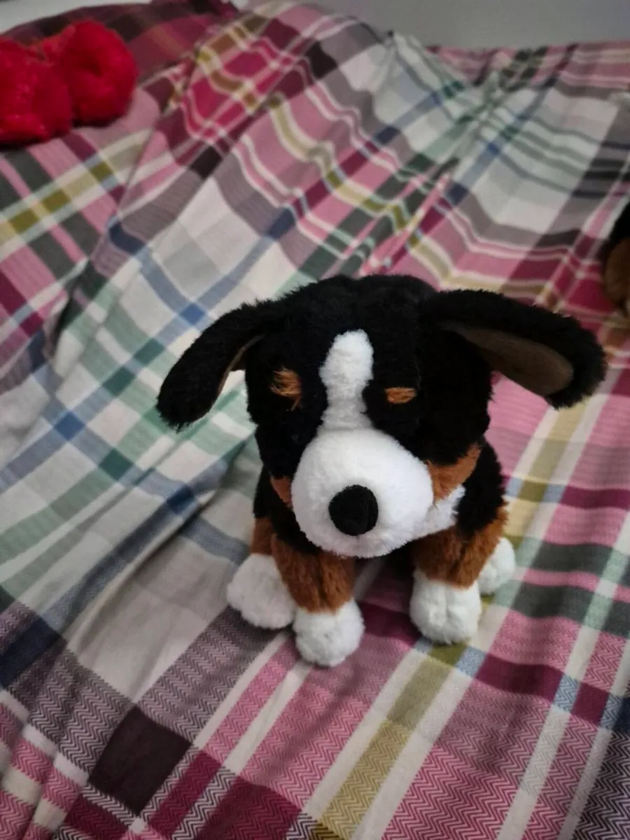 BERNESSE MOUNTAIN DOGS - Image 3