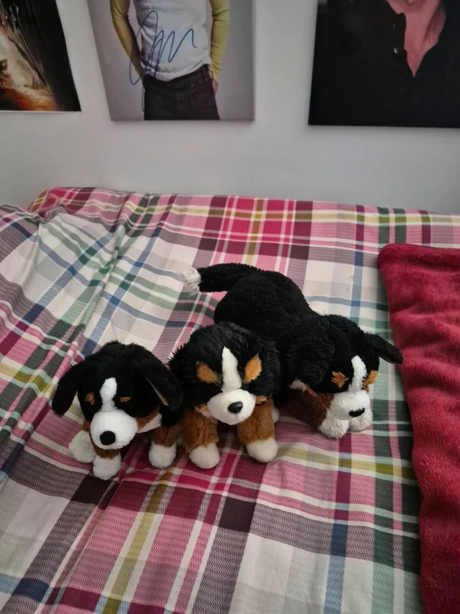 BERNESSE MOUNTAIN DOGS - Image 4