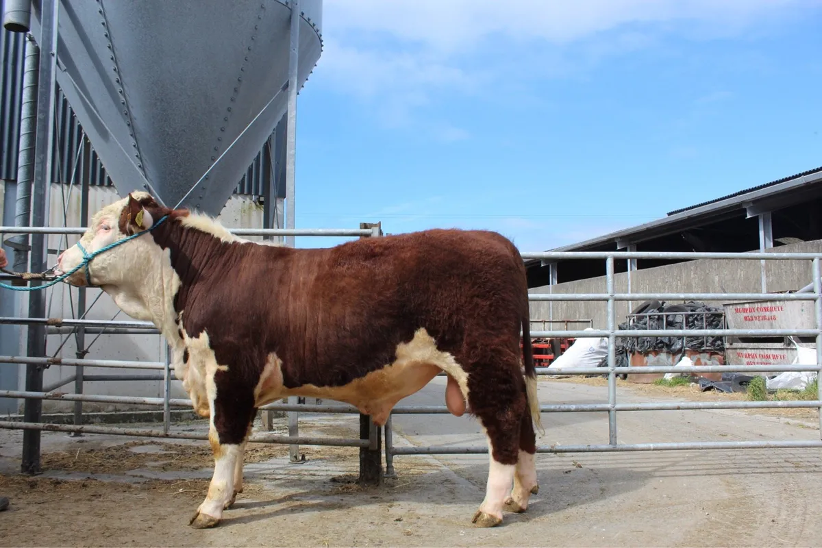 Purebred Hereford Bulls - Image 1