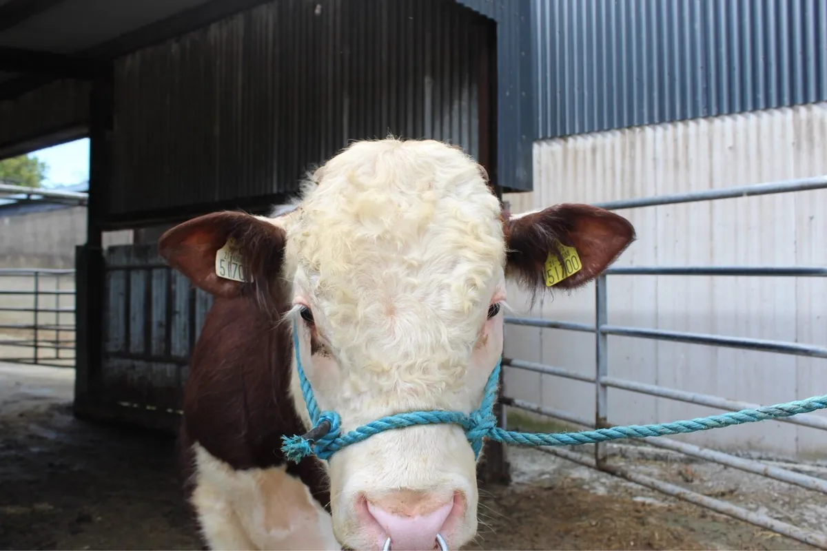 Purebred Hereford Bulls - Image 2