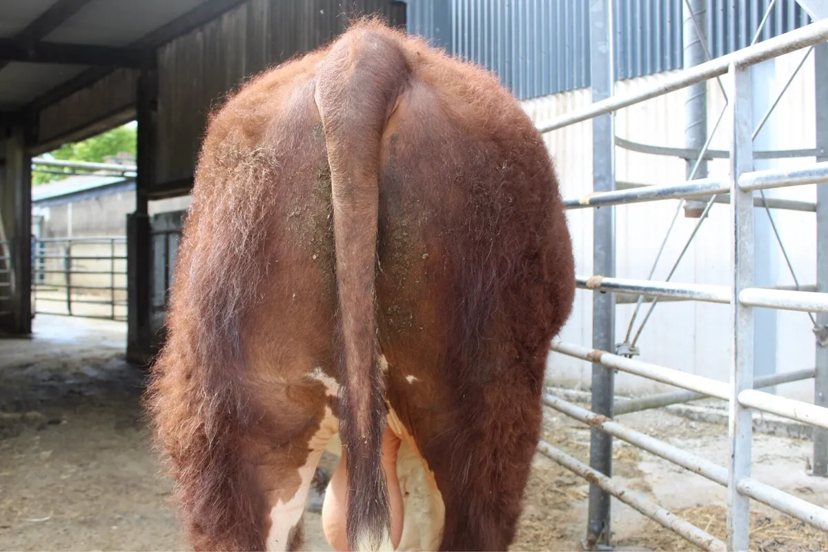 Purebred Hereford Bulls - Image 3