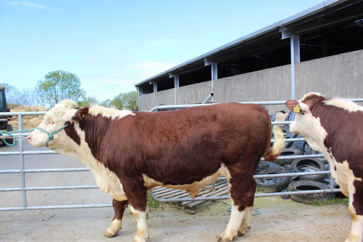 Purebred Hereford Bulls - Image 4