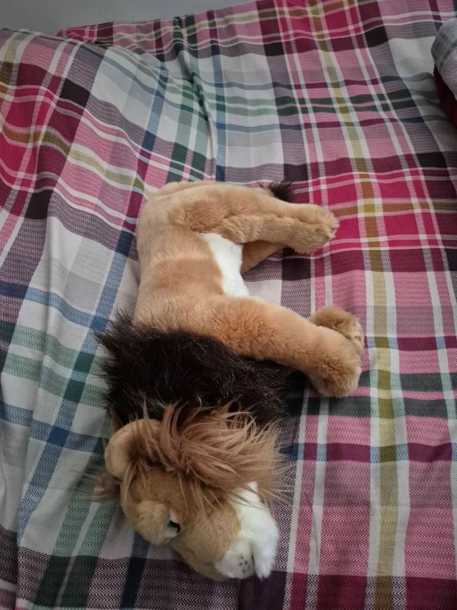 LARGE LIVING NATURE LION - Image 3