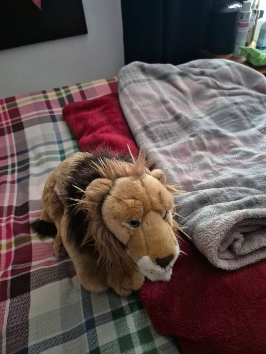 LARGE LIVING NATURE LION - Image 2