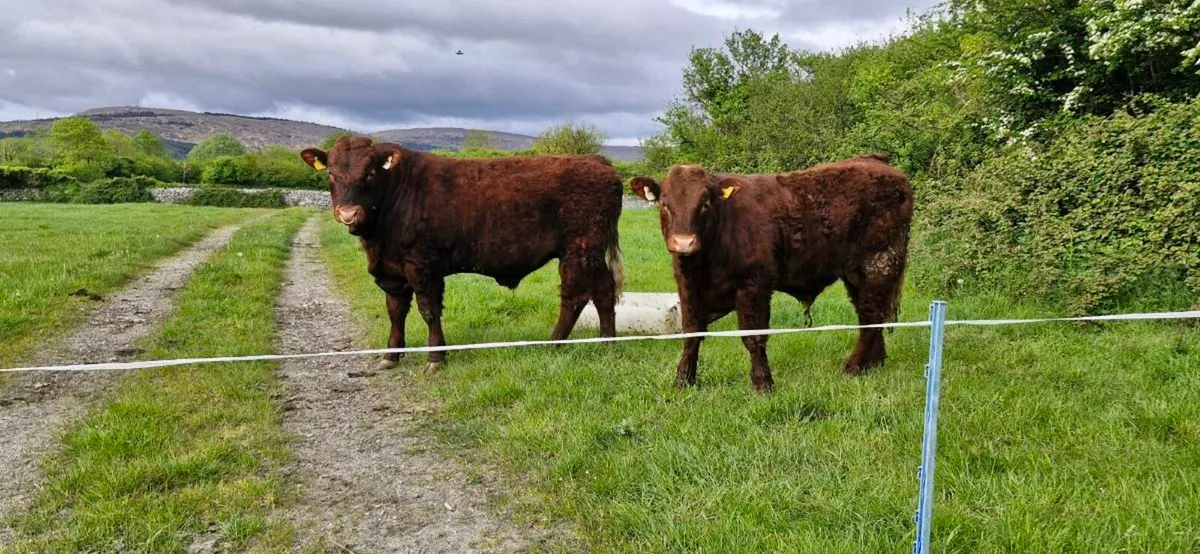 PBR Salers Bulls - Image 2