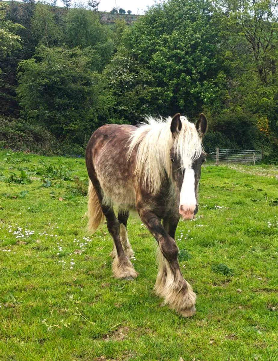Silver Dapple yearling colt - Image 1