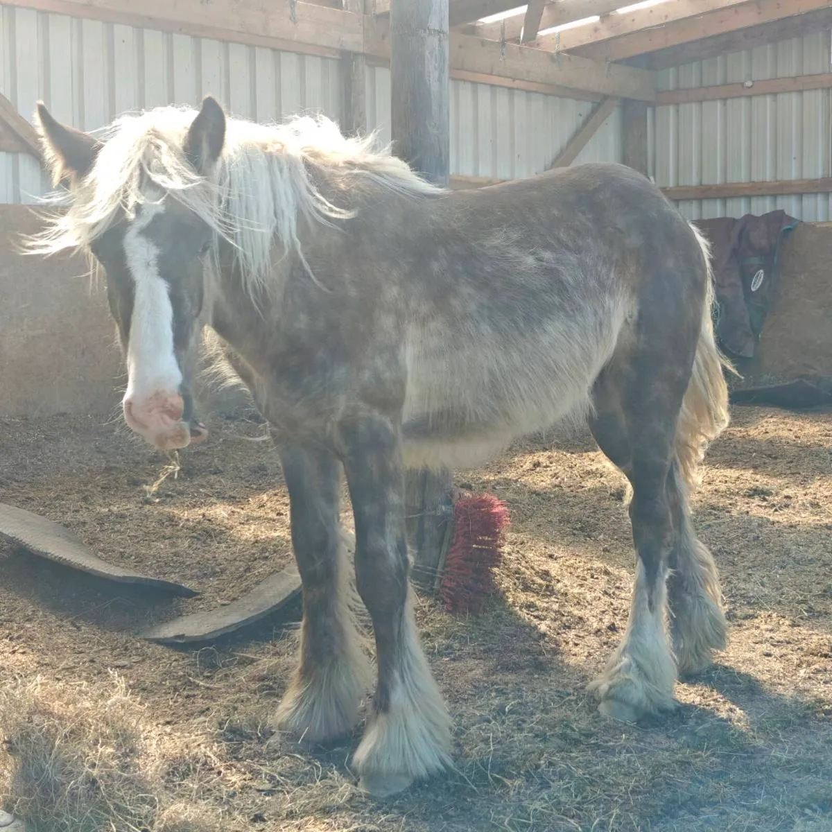 Silver Dapple yearling colt - Image 2