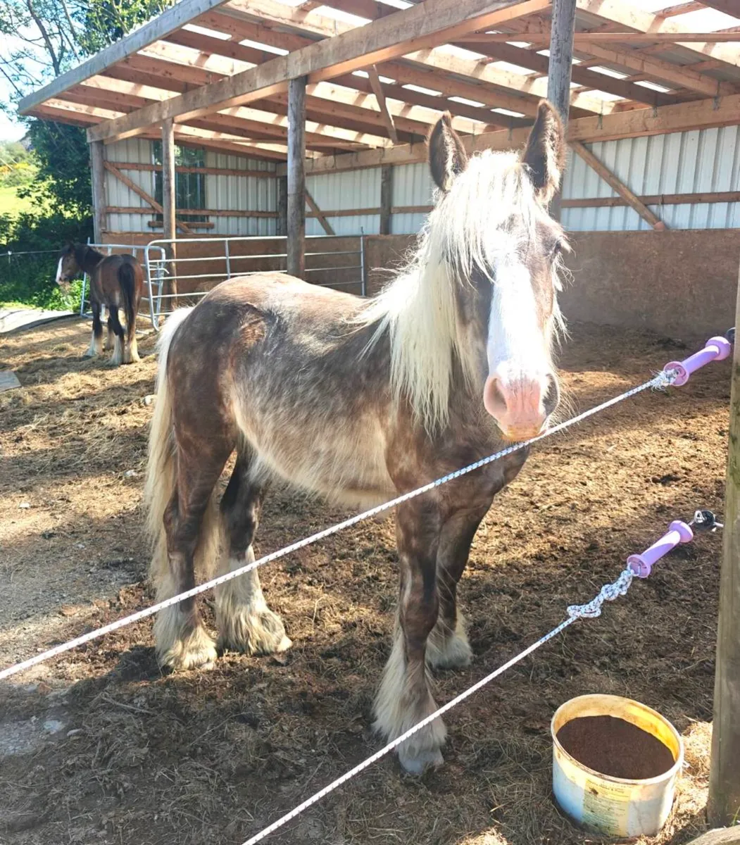 Silver Dapple yearling colt - Image 4
