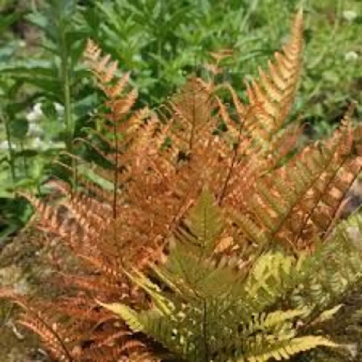 Ferns in Variety - Image 2