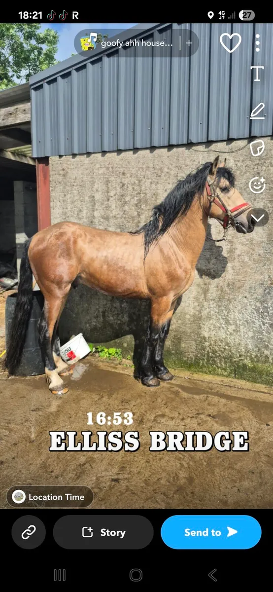 Half bred friesian stallion at stud - Image 1