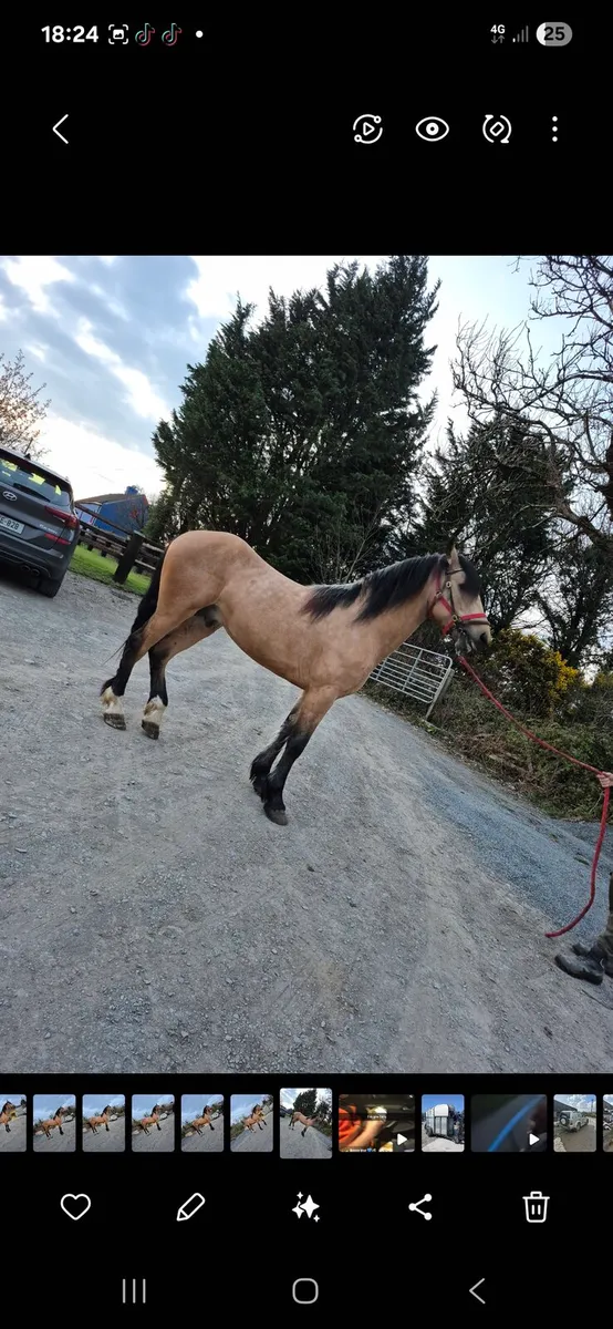 Half bred friesian stallion at stud - Image 2