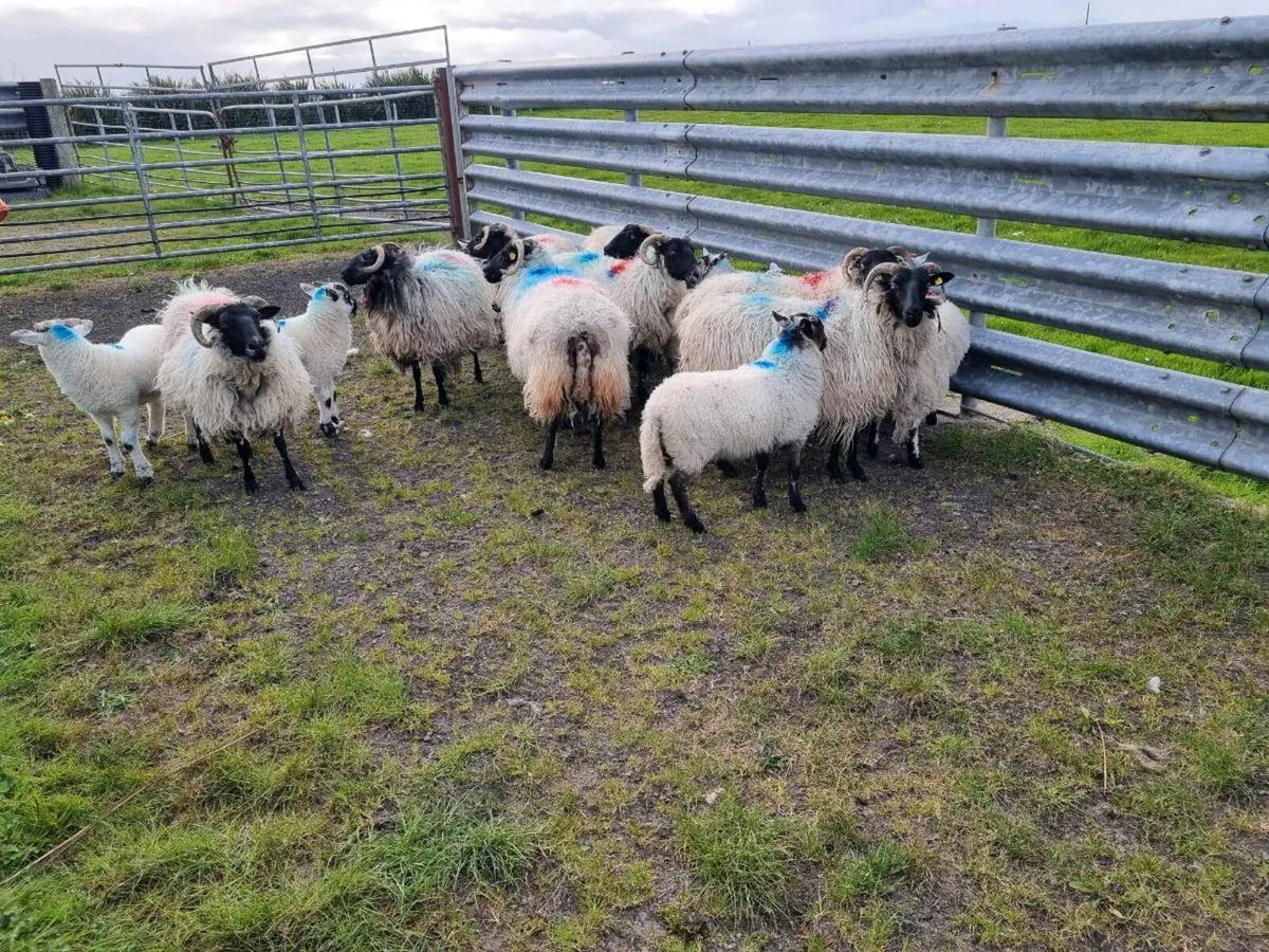 Ewes with lambs - Image 1