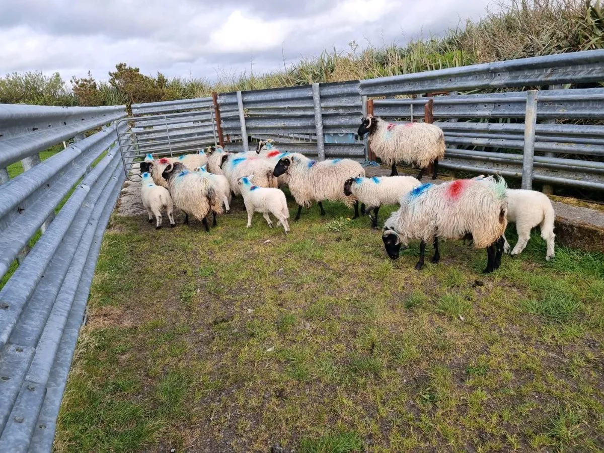 Ewes with lambs - Image 3