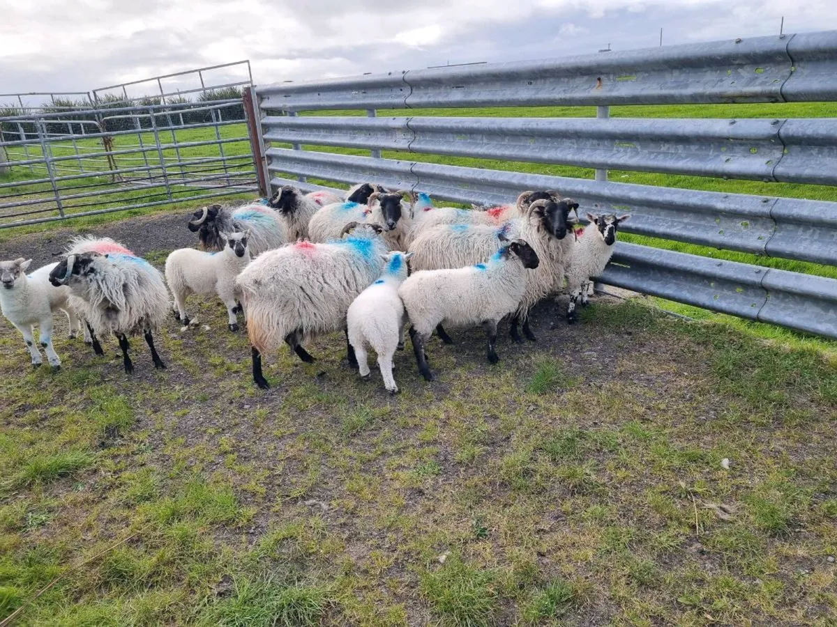 Ewes with lambs - Image 2