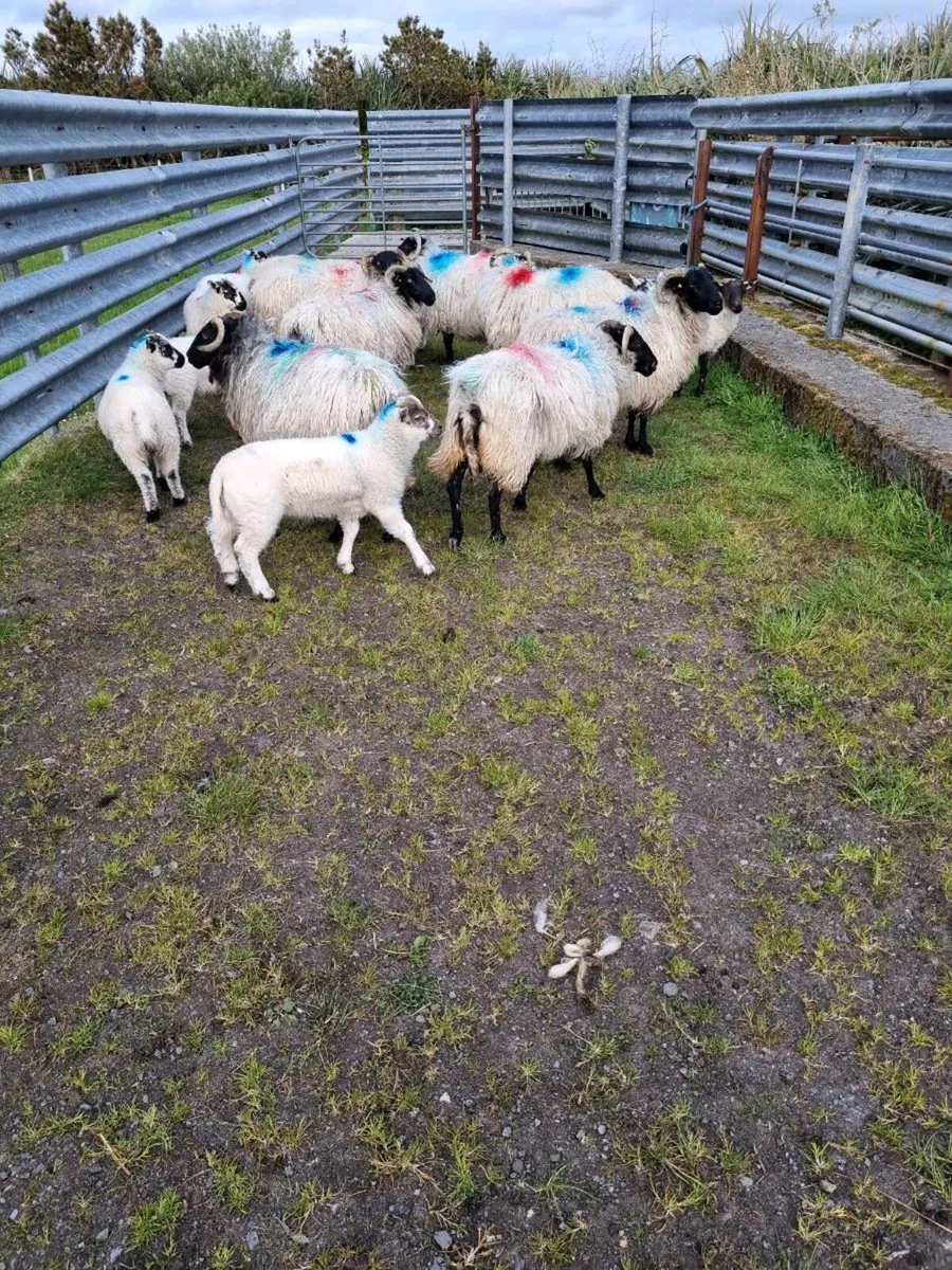 Ewes with lambs - Image 4