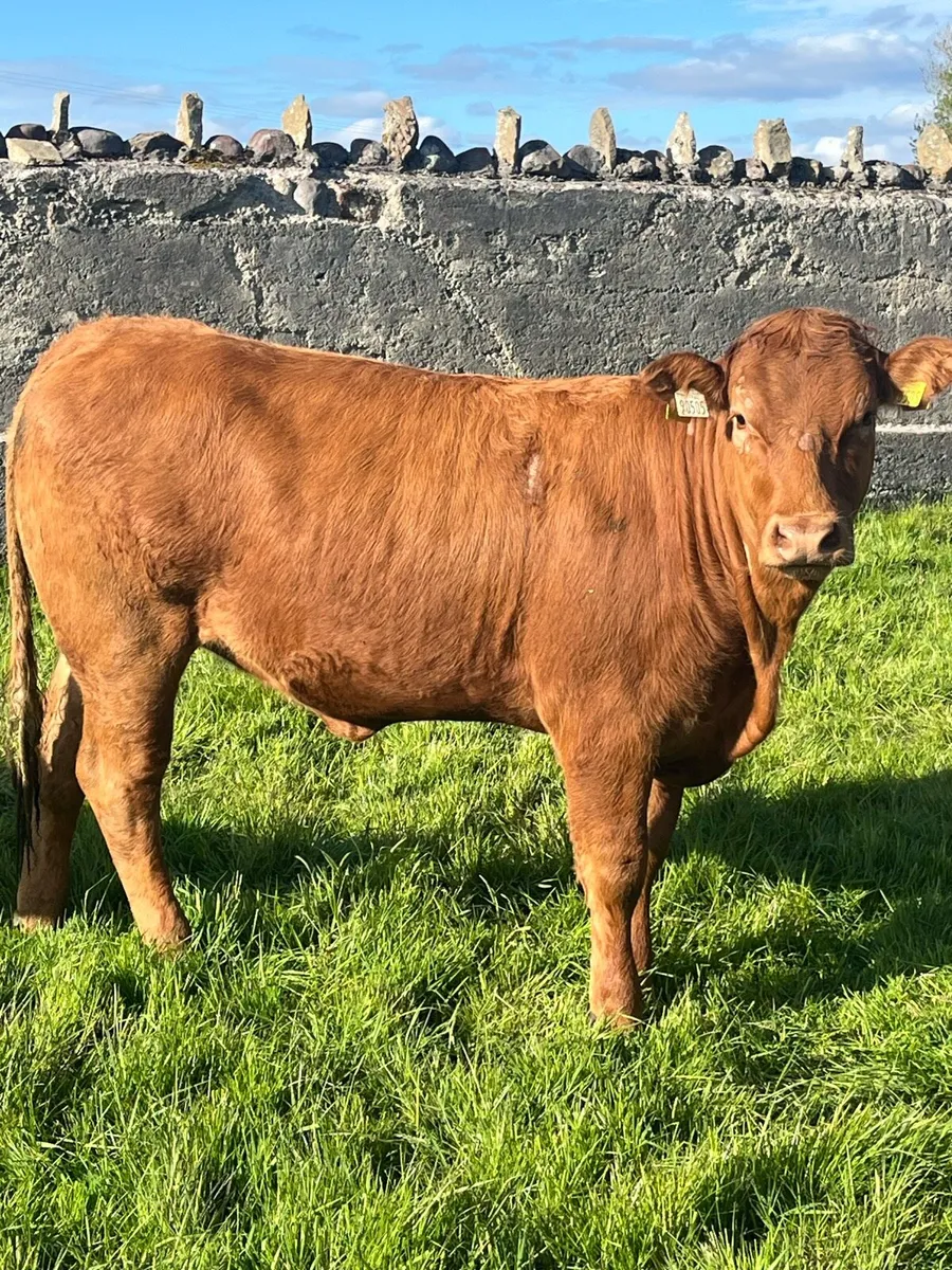 Organic heifers - Image 1