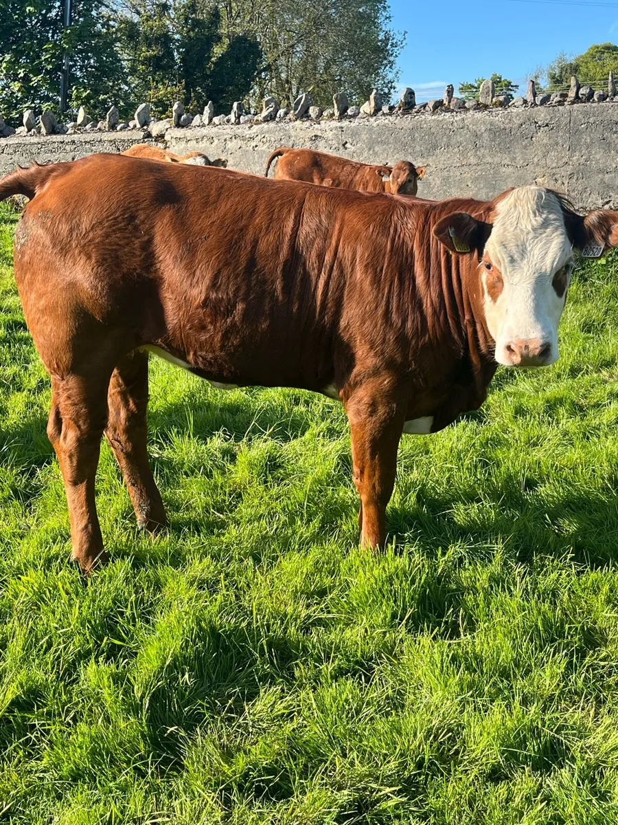 Organic heifers - Image 3