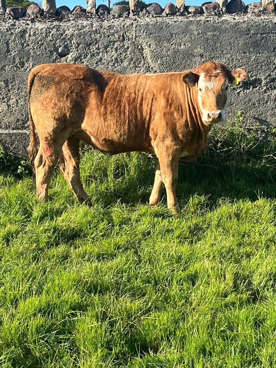 Organic heifers - Image 2