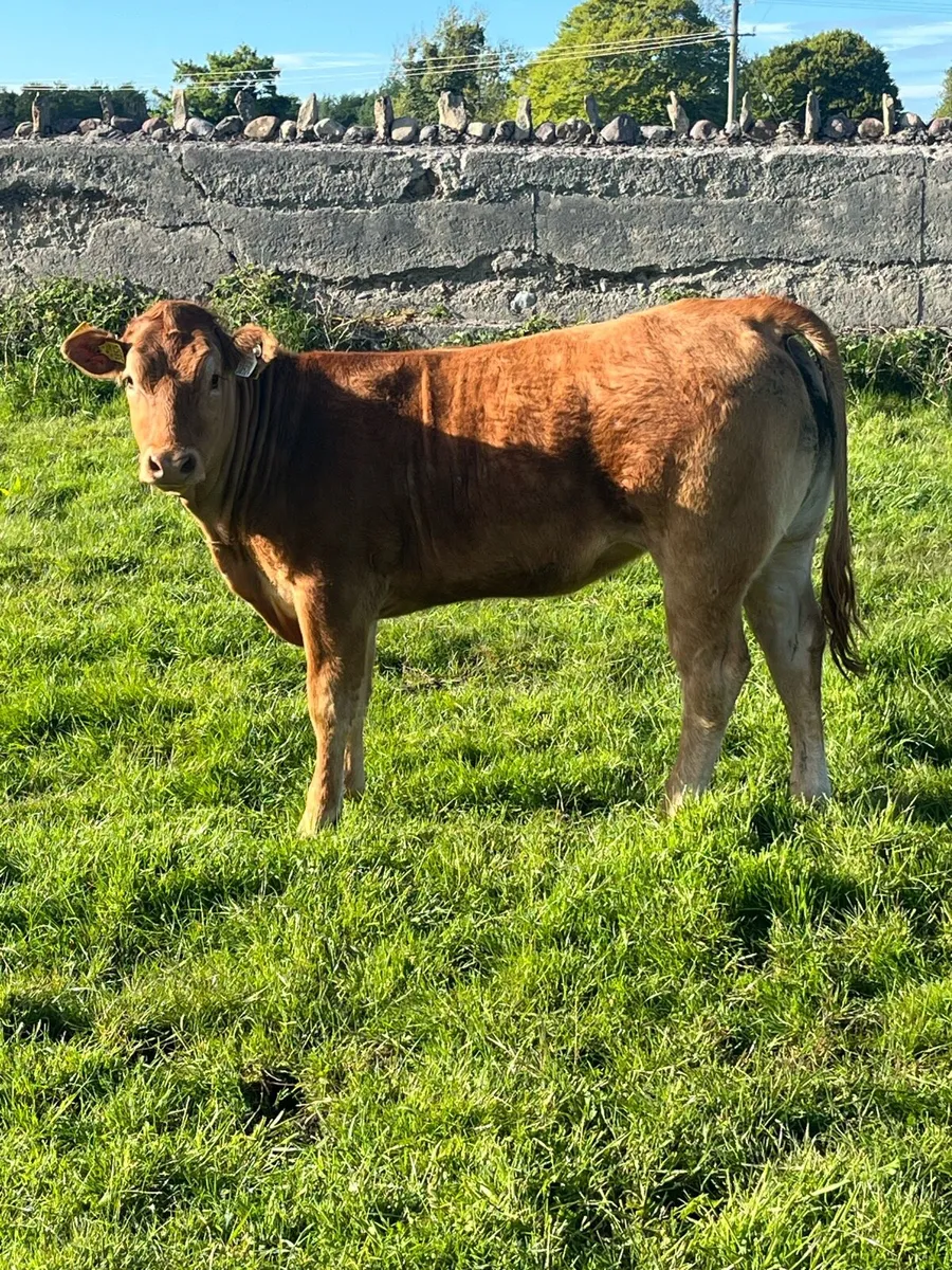 Organic heifers - Image 4