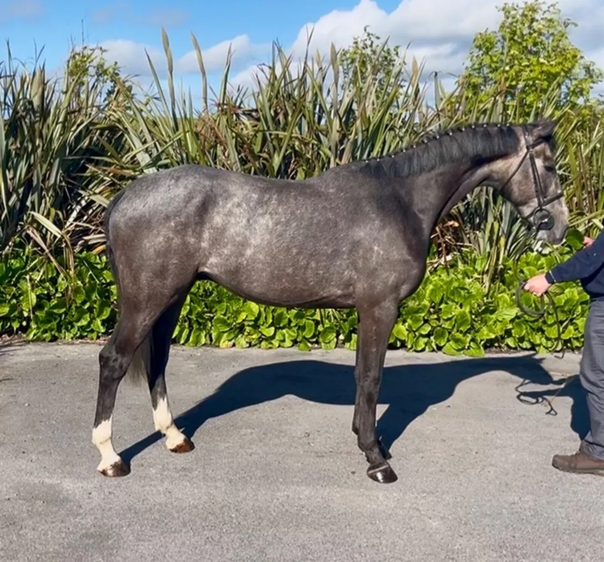 4yo Saxon Vd Bisschop gelding