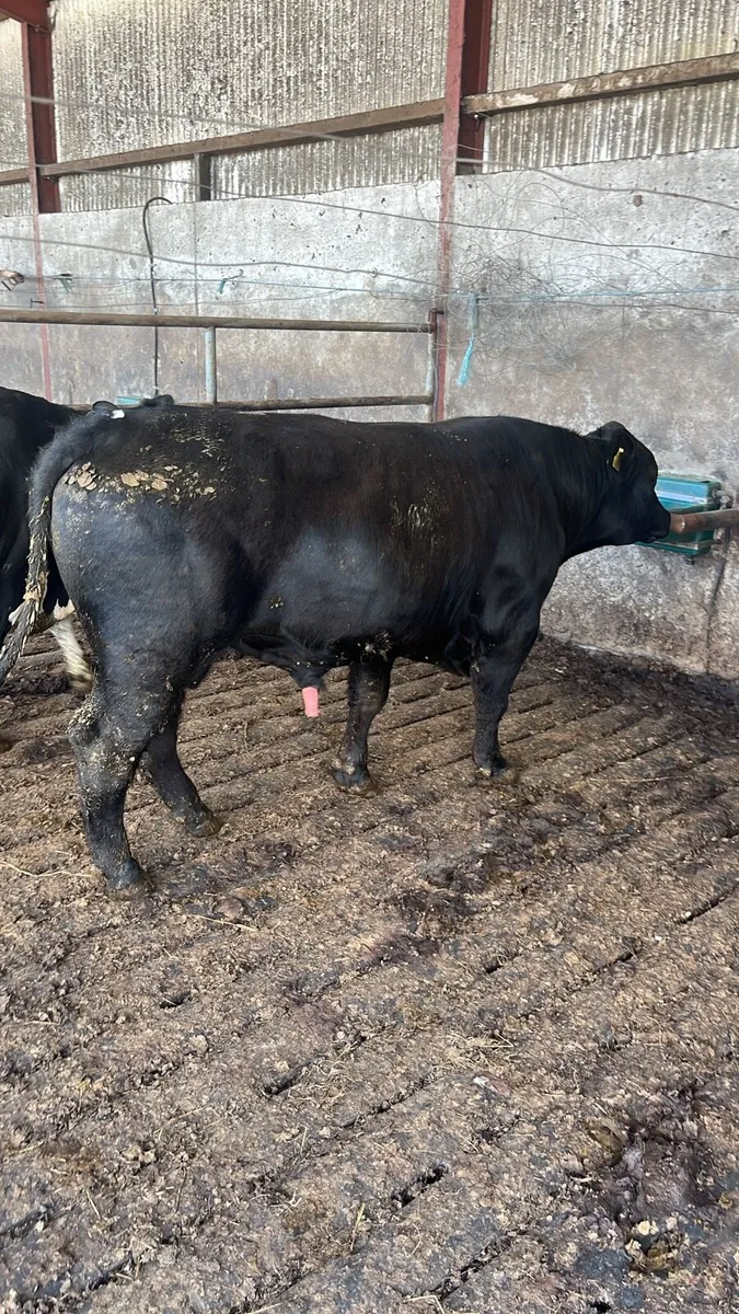Angus bull - Image 2