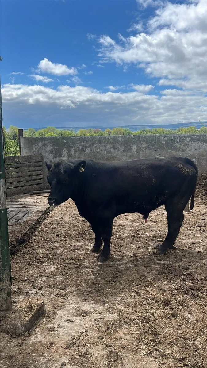 Angus bull - Image 3