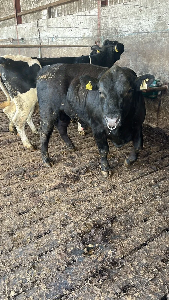 Angus bull - Image 1