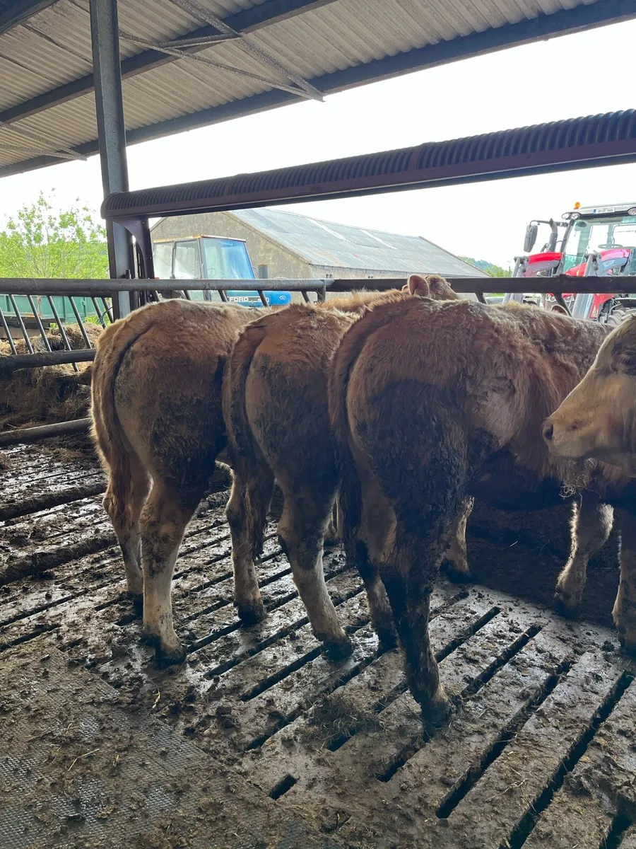 Weanlings - Image 1