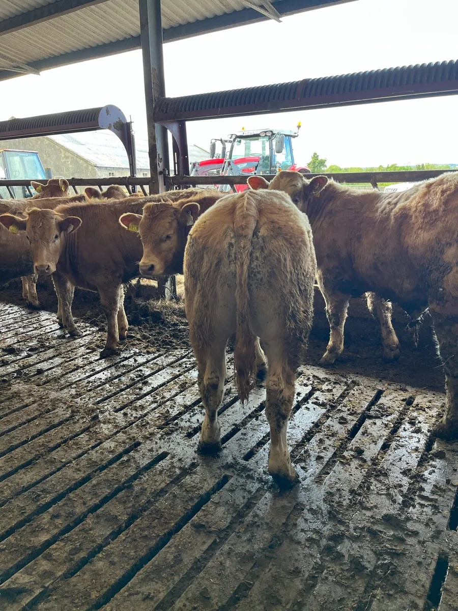Weanlings - Image 2