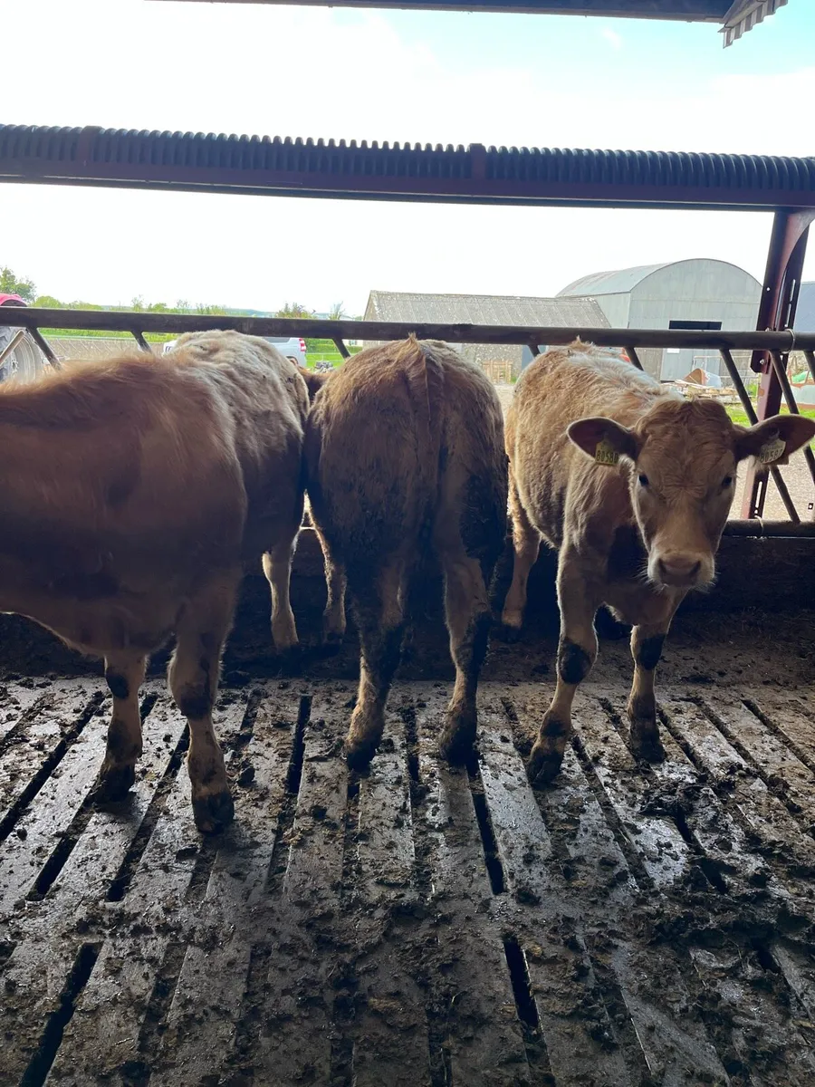 Weanlings - Image 4