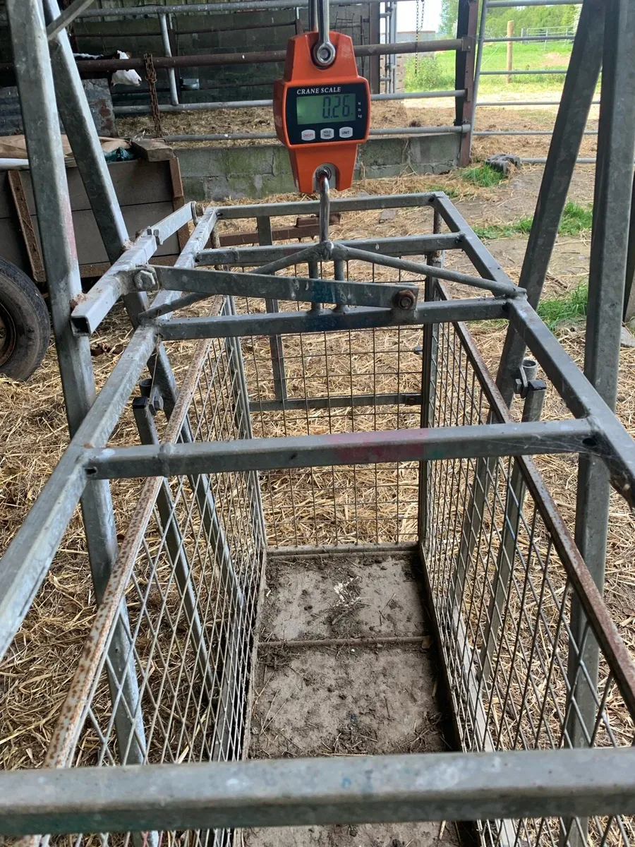 Sheep Equipment - Image 2