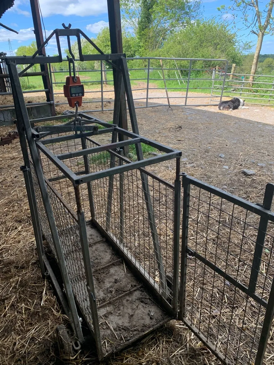 Sheep Equipment - Image 3