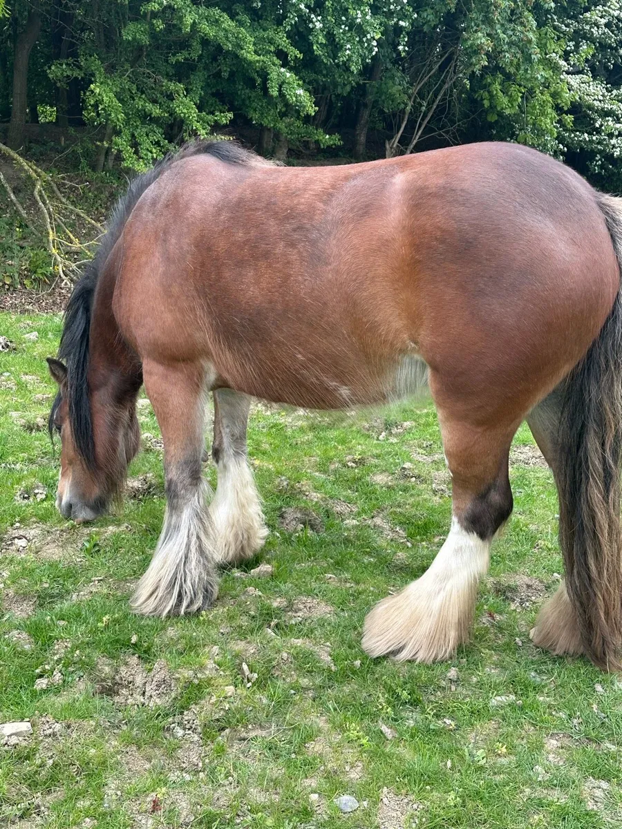 Heavy filly - Image 3