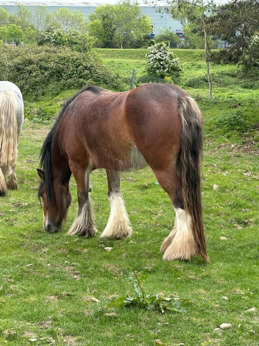 Heavy filly - Image 4
