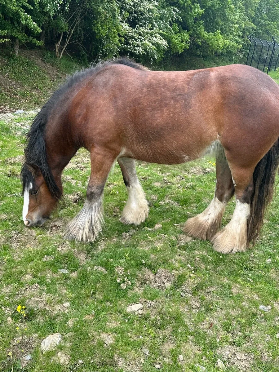 Heavy filly - Image 1