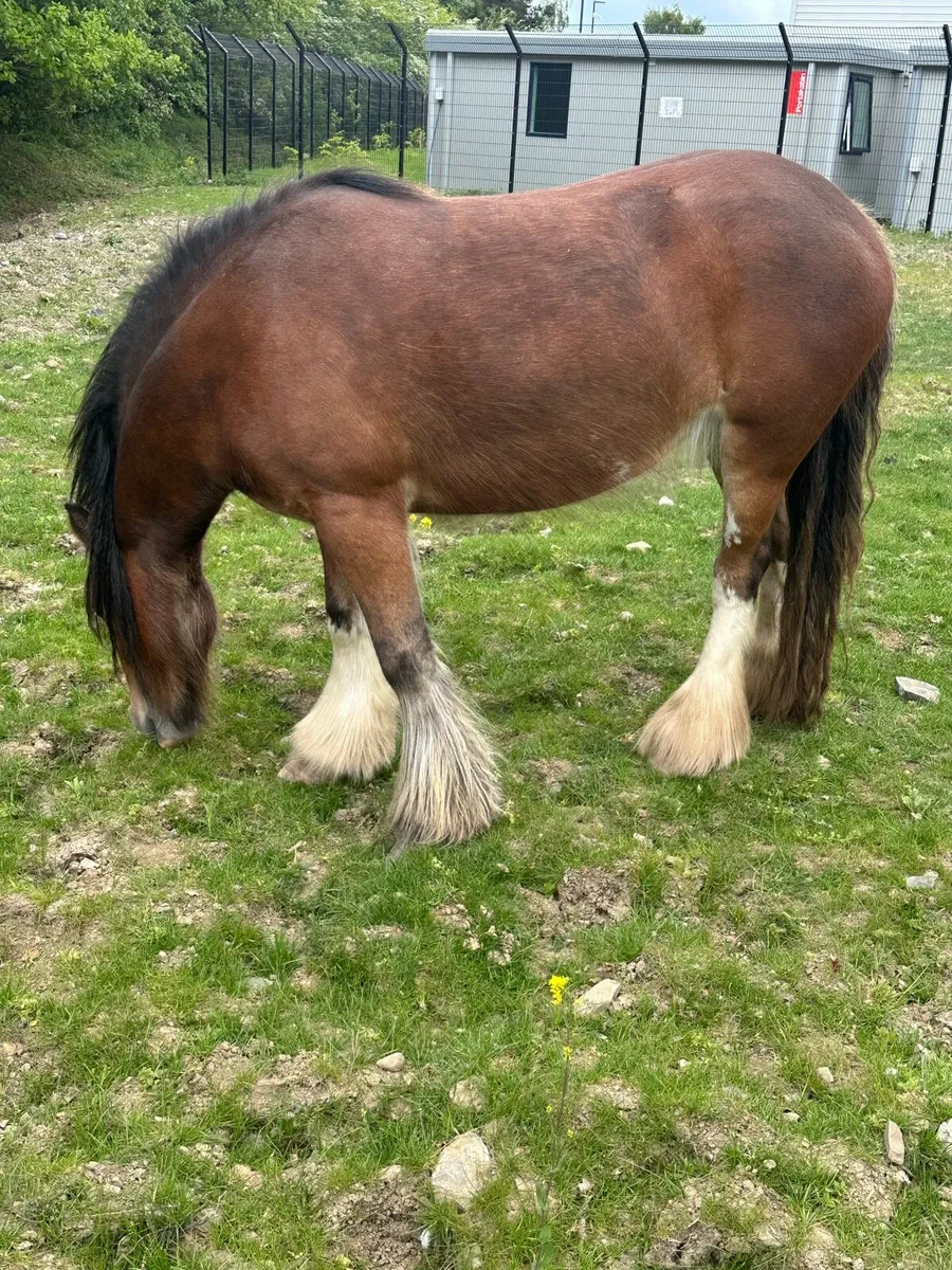 Heavy filly - Image 2