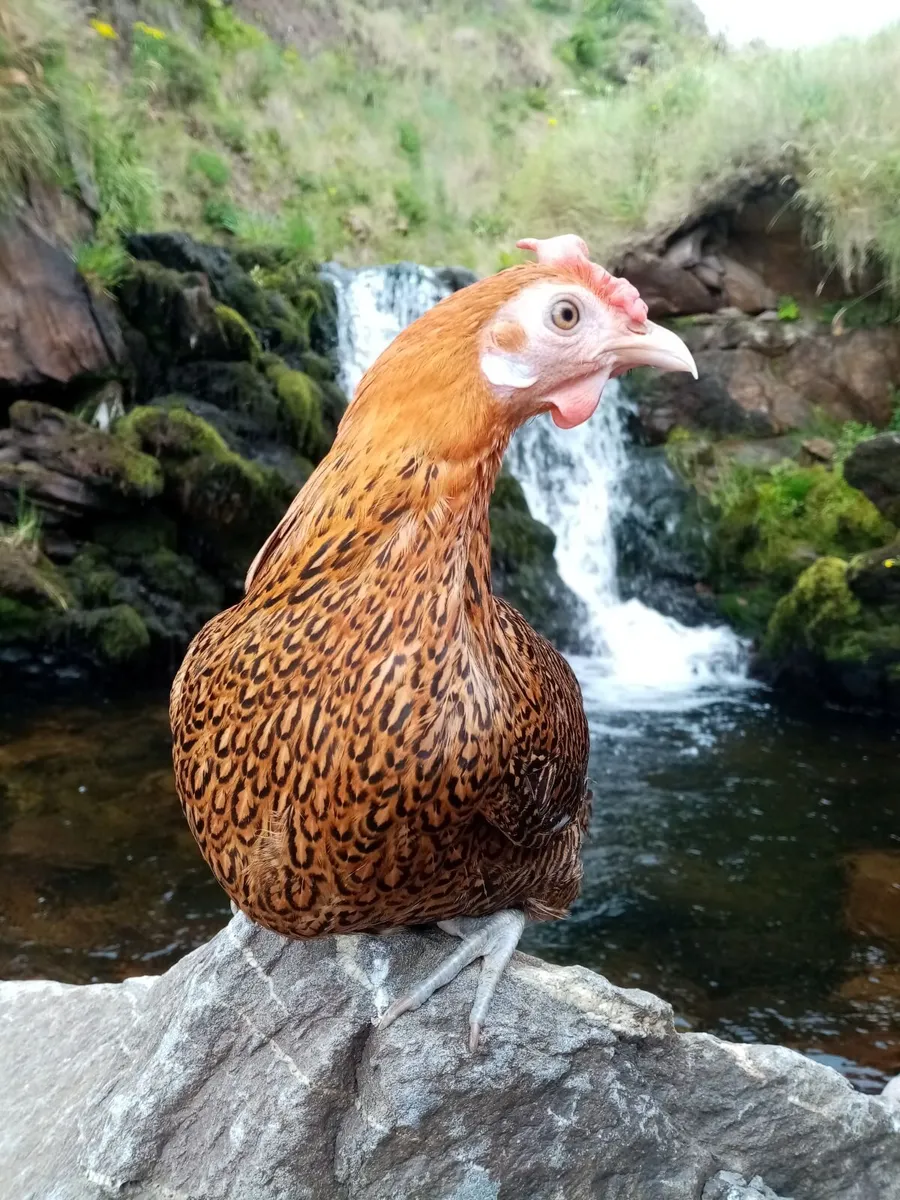 Golden campine bantam chicken - Image 1