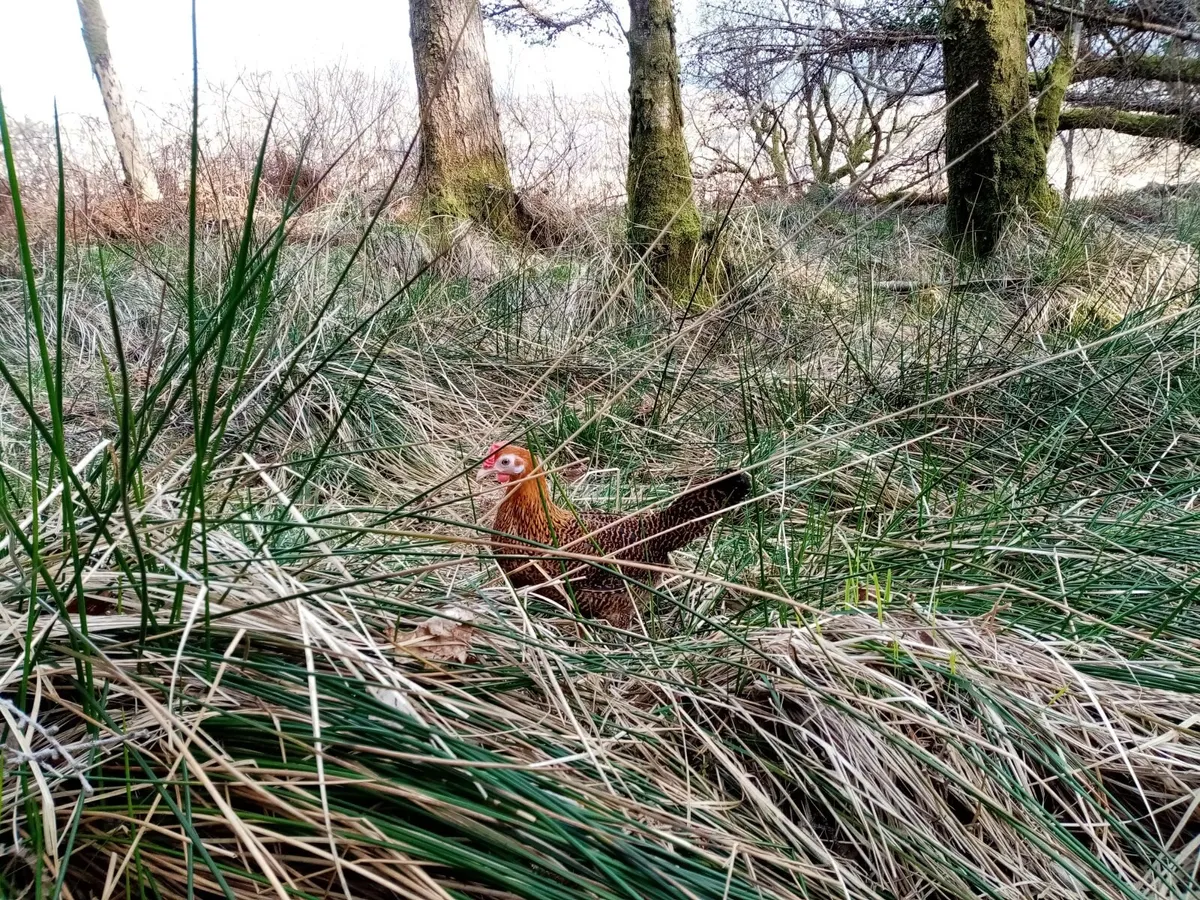 Golden campine bantam chicken - Image 2