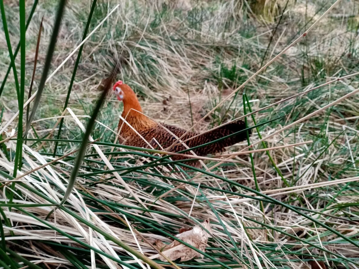 Golden campine bantam chicken - Image 3